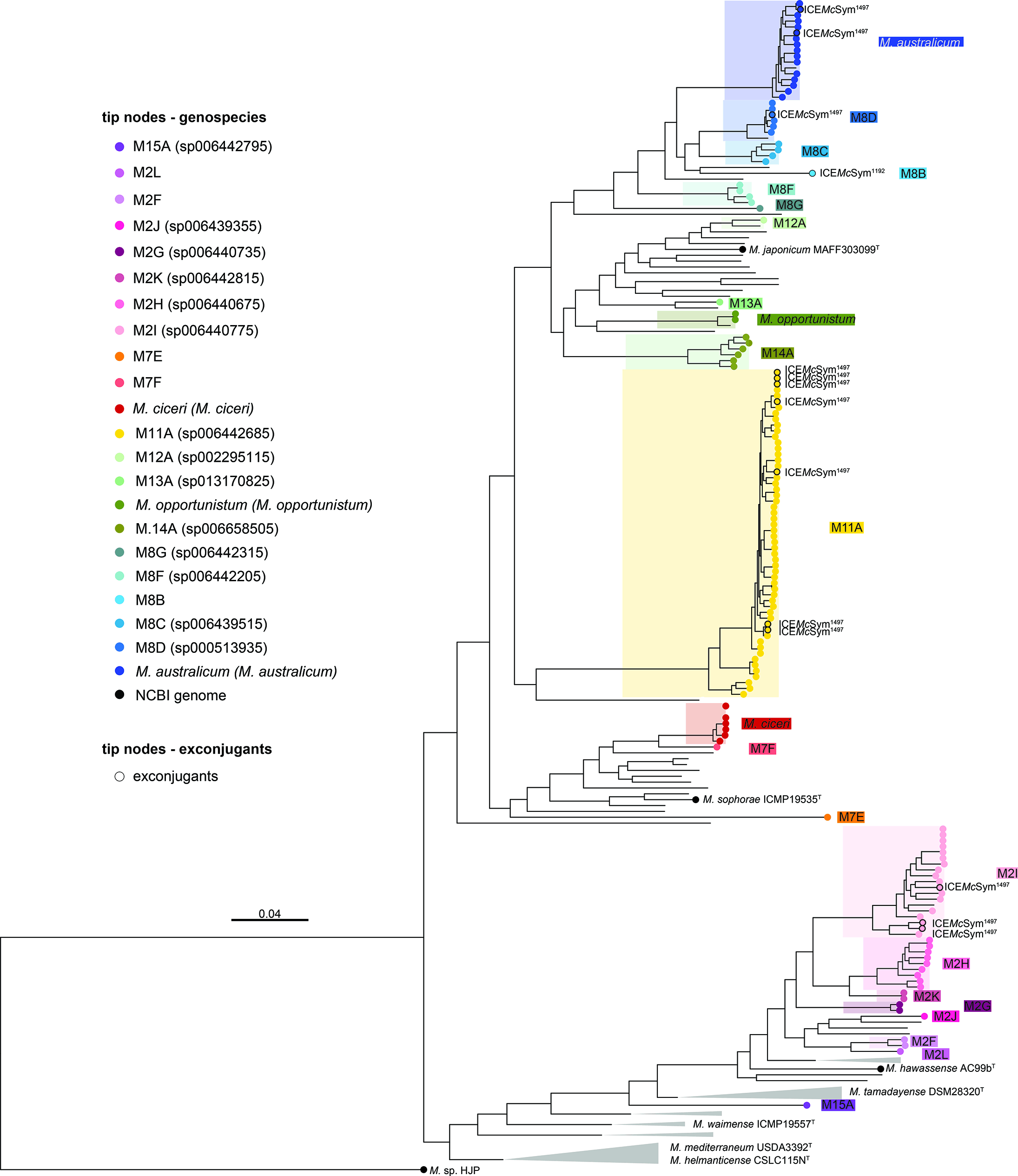 A hidden world of non-symbiotic Mesorhizobium spp. in Aussie soils