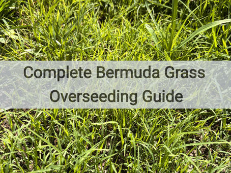 Complete Bermuda Grass Overseeding Guide