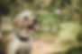 Wilma Labrador vom Eiderstedter Land