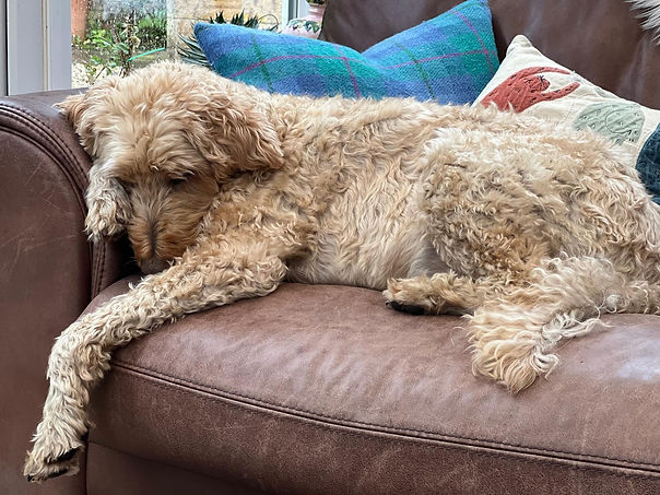 Puppy comfortable in our sofa.jpg