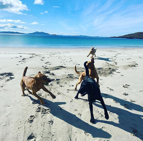 Flo and guest dogs enjoying time at the beach