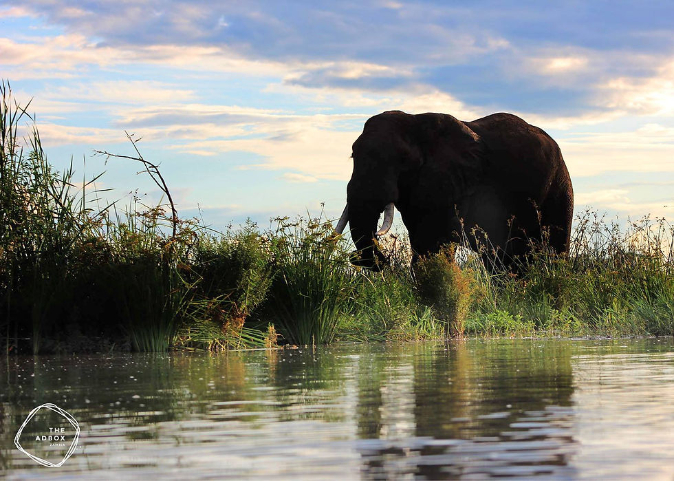 Wildlife Photography