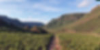 Webpage Background.jpg