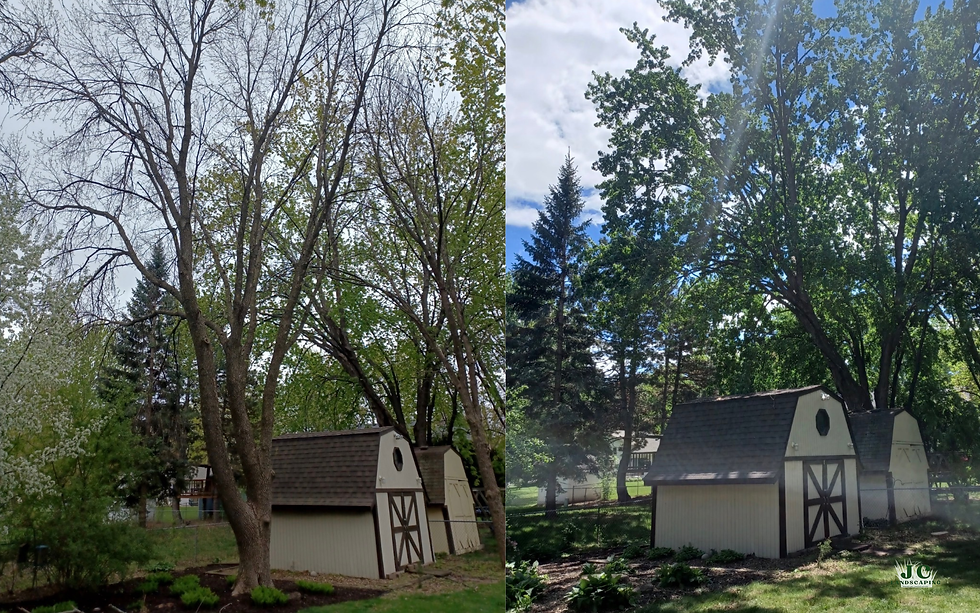 Tree Removal Transformation2.png