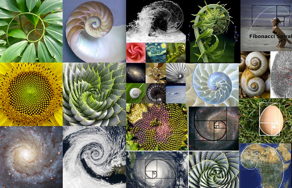 Collection Of Fibonacci Spirals