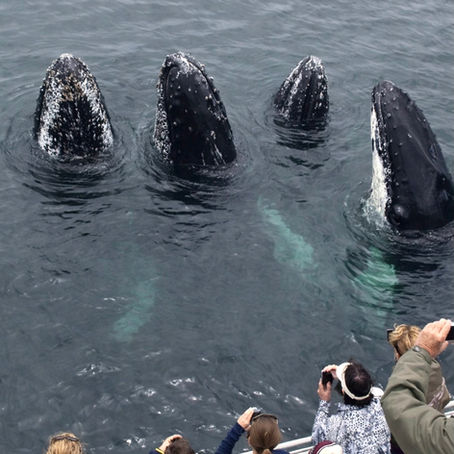 A gorgeous day where we crossed the entire channel and found very friendly humpback whales near beautiful Santa Cruz Island.