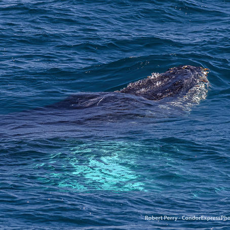 3 species of marine mammal and 2 species of fish