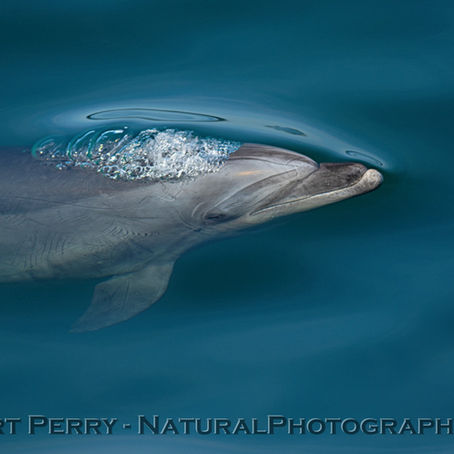 After the storms and winds, loads of humpbacks and dolphins today