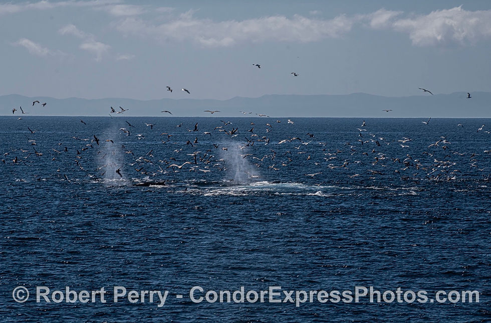 A very productive birdnado, humpbacks, dolphins, and sea lions.