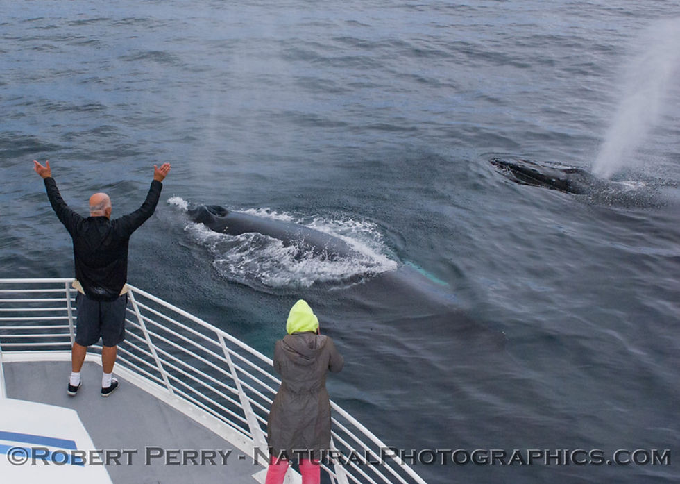 Image: humpback whales get friendly with the Condor Express