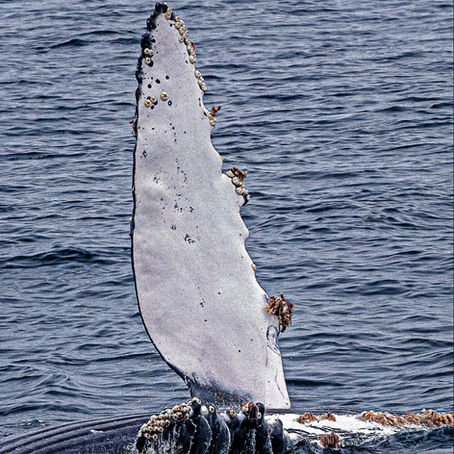 Excellent conditions in The Channel with 10 humpbacks and 7000 common dolphins.