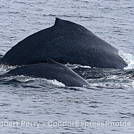 Some great humpbacks today, and more!