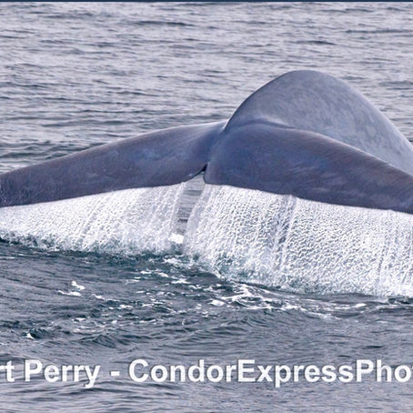 It was a blue whale day