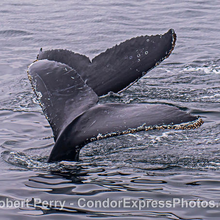 Spectacular conditions for humpback whale viewing, plus dolphins and balloons.