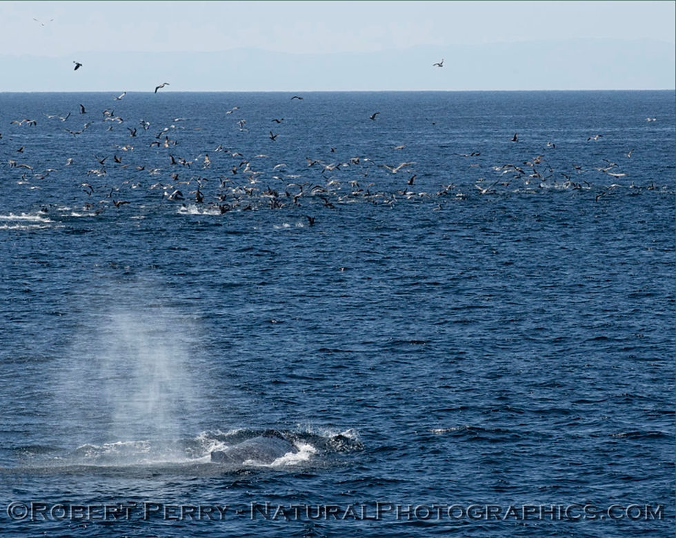 Dramatic waves and wind featured 22 whales and 3500 dolphins in their natural environment