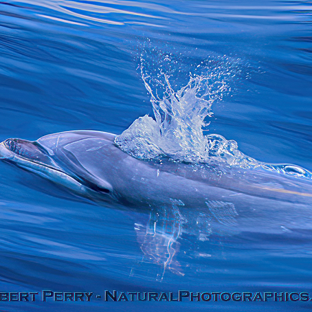 Offshore bottlenose leapin' and humpbacks muggin'
