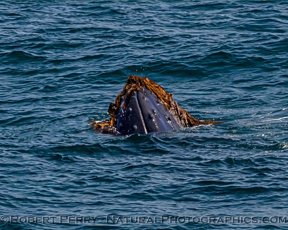Great dolphin sightings and a couple of wonderful young humpback whales