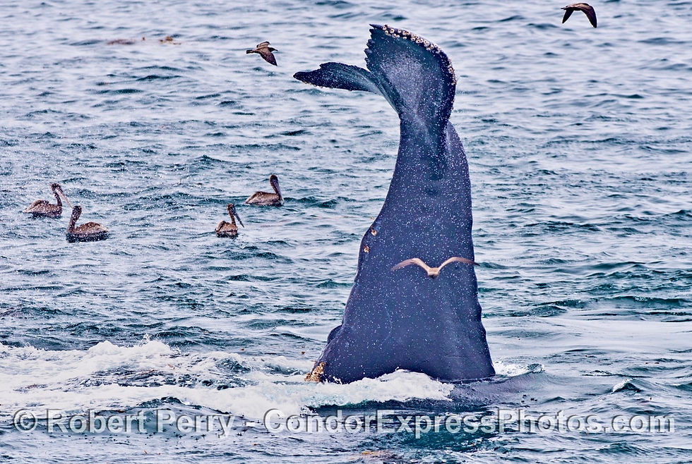 Thousands of dolphins and one of the four humpback whales was very energetic for two hours.