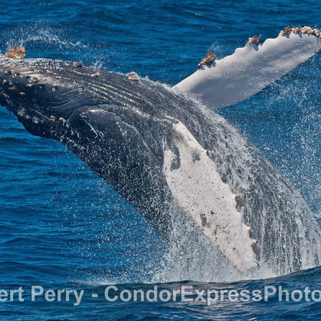 30 humpback whale sightings, two species of dolphins, and a gray whale