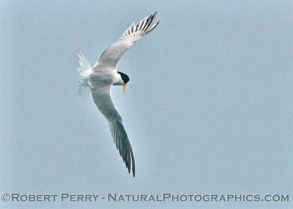 Image: an Elegant tern, in flight, with eyes on the ocean surface looking for small fish.
