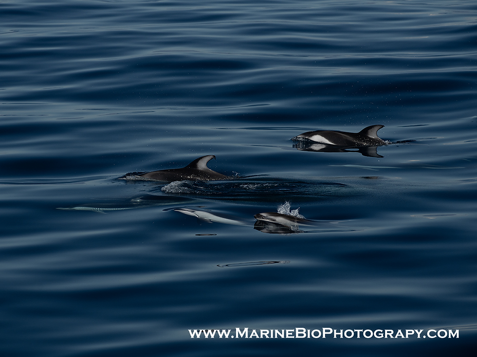 Calm, glassy, sunny, clear and AMAZING whales and dolphins