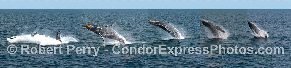 Glassy seas were perfect for observing 4 humpback whales, 1 Minke whale, and 2500 dolphins