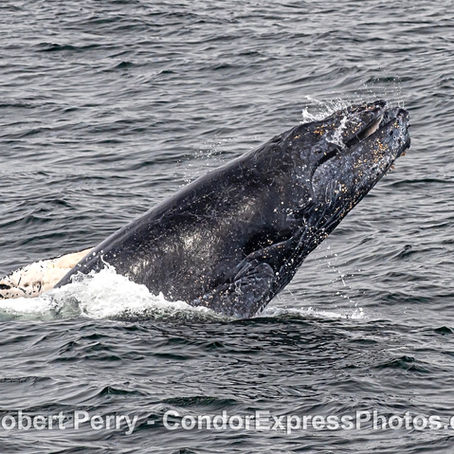 Dolphins sea lions and a humpback whale mix things up a bit.
