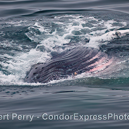 Both afternoon trips were bumpy but productive. The late trip encountered a sideways lunging humpback.