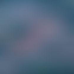 Three humpbacks and a lot of dolphins.