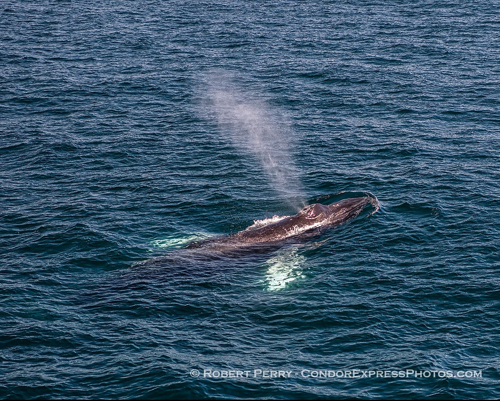 A spectacular sunny day filled with numerous unusual sightings.K