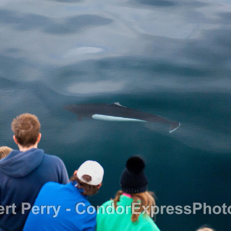 Dense fog in the morning, less so in the afternoon. Humpback whales and Dall’s porpoise today.