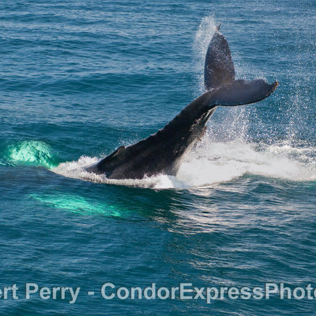 8+ humpbacks, lots of dolphins and 2 dense fog banks.