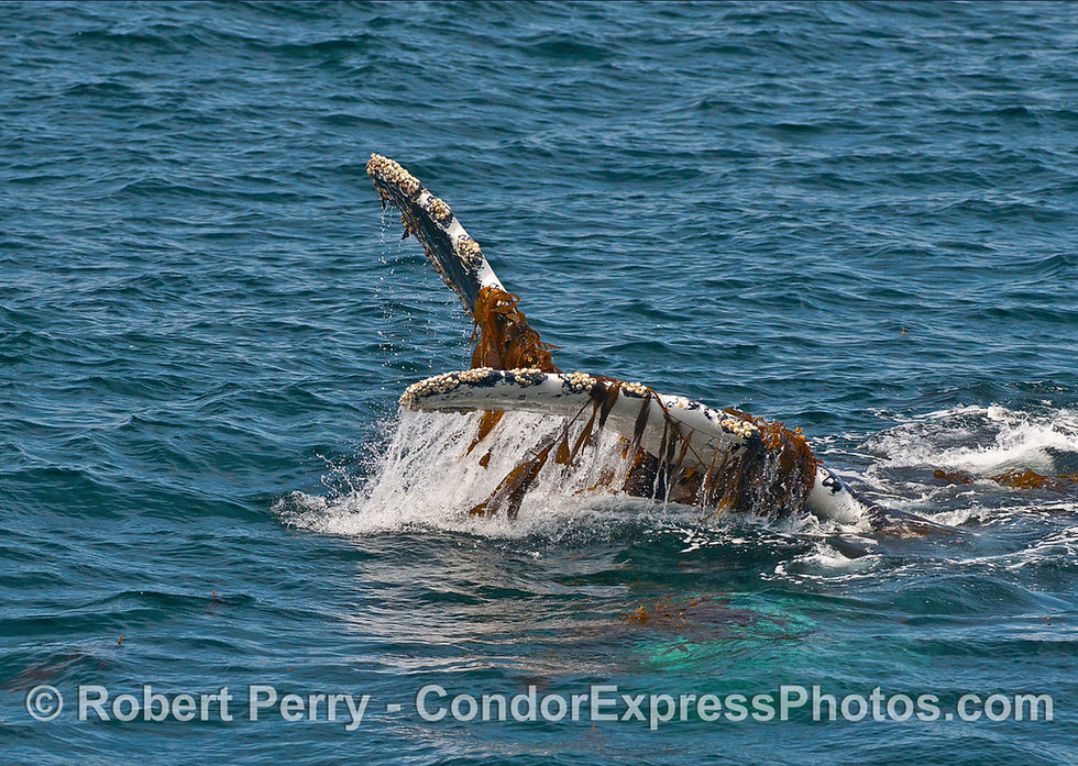 Image: a humpback whale is seen completely upside down with its pectoral fins in the air as it rolls around in a detached, floating, giant kelp paddy.