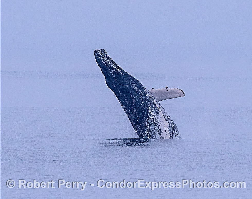 Image: A humpback whale gets aerial on an overcast day in the Channel.