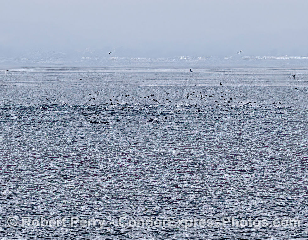 Image: a birdnado - with common dolphins.