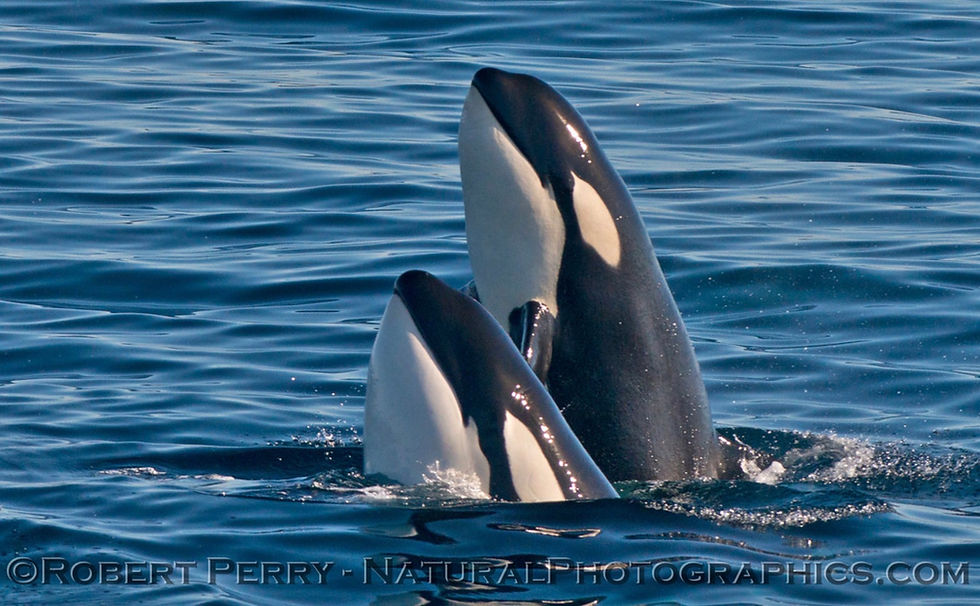 KILLER WHALES