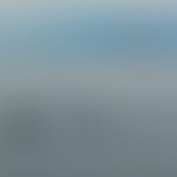 Seven+ adult gray whales up near UCSB