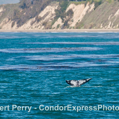 A single morning trip yields two wonderful gray whales and a spectacular juvenile humpback