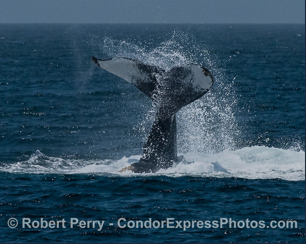 Image: a humpback whale lobs it’s a mighty tail completely upside down. Apparently they can lob with equal power from both sides. Do not try that at home in the bathtub without supervision.