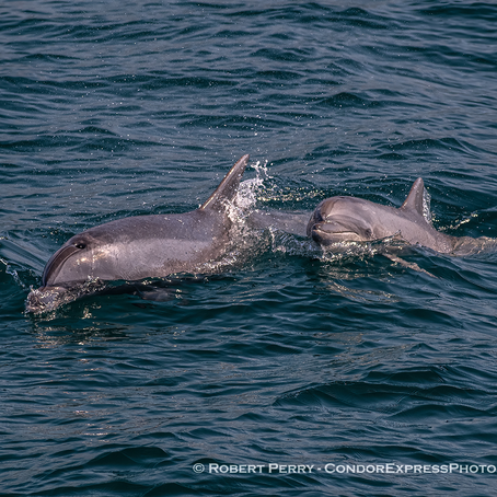 Moderate wind and waves brings out the best in our Channel marine mammals.