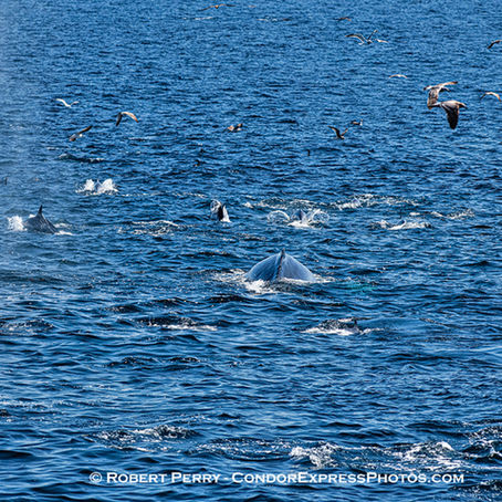 So many birdnados today we lost count. Humpback and dolphins were everywhere.