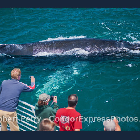 11 humpback whales with wind sending their spray asunder…plus a megapod of common dolphins