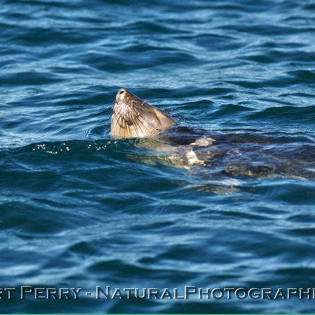 Pleasant seas and a great variety of wildlife.