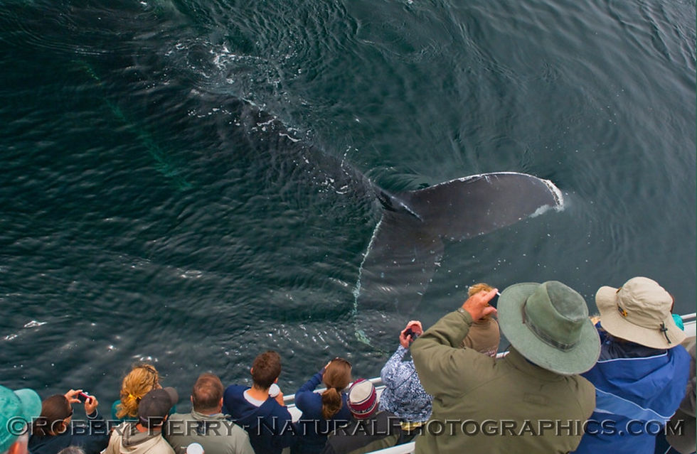 Sunny day and clear water in the Eastern Channel with some mellow whales and dolphins.