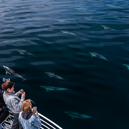 Mirror glass and super clear water enhanced our sightings of 6 humpbacks and 5000 dolphins.