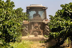 כיסוח עשביה בכרם