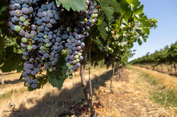 אשכול ענבים בתהליך בוחל