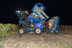 בוצרת מעבירה ענבים