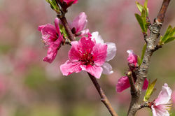 פריחת הנקטרינה