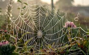 spiderweb.jpg